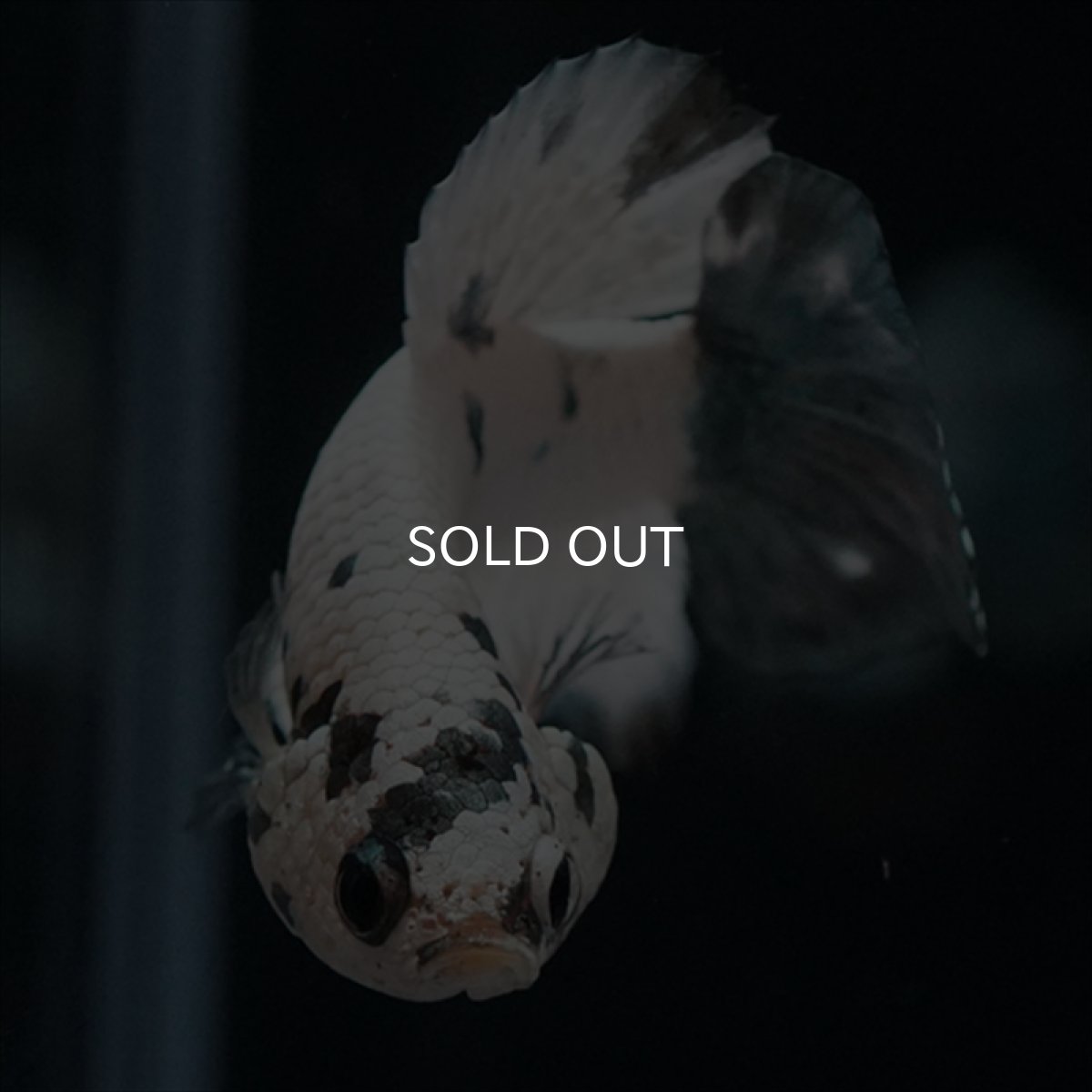 画像6: HMPK　ホワイトカッパーマーブル (6)