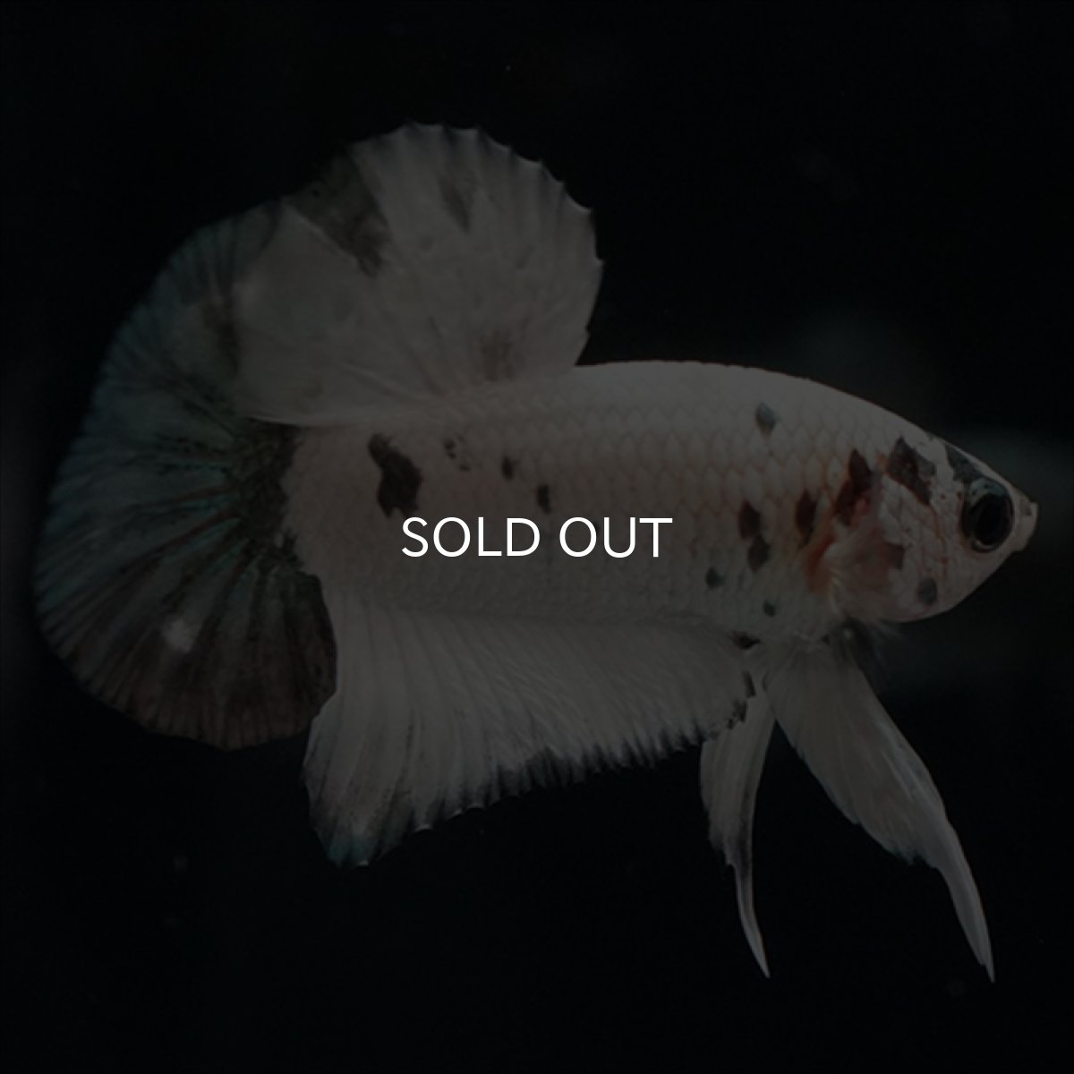 画像5: HMPK　ホワイトカッパーマーブル (5)