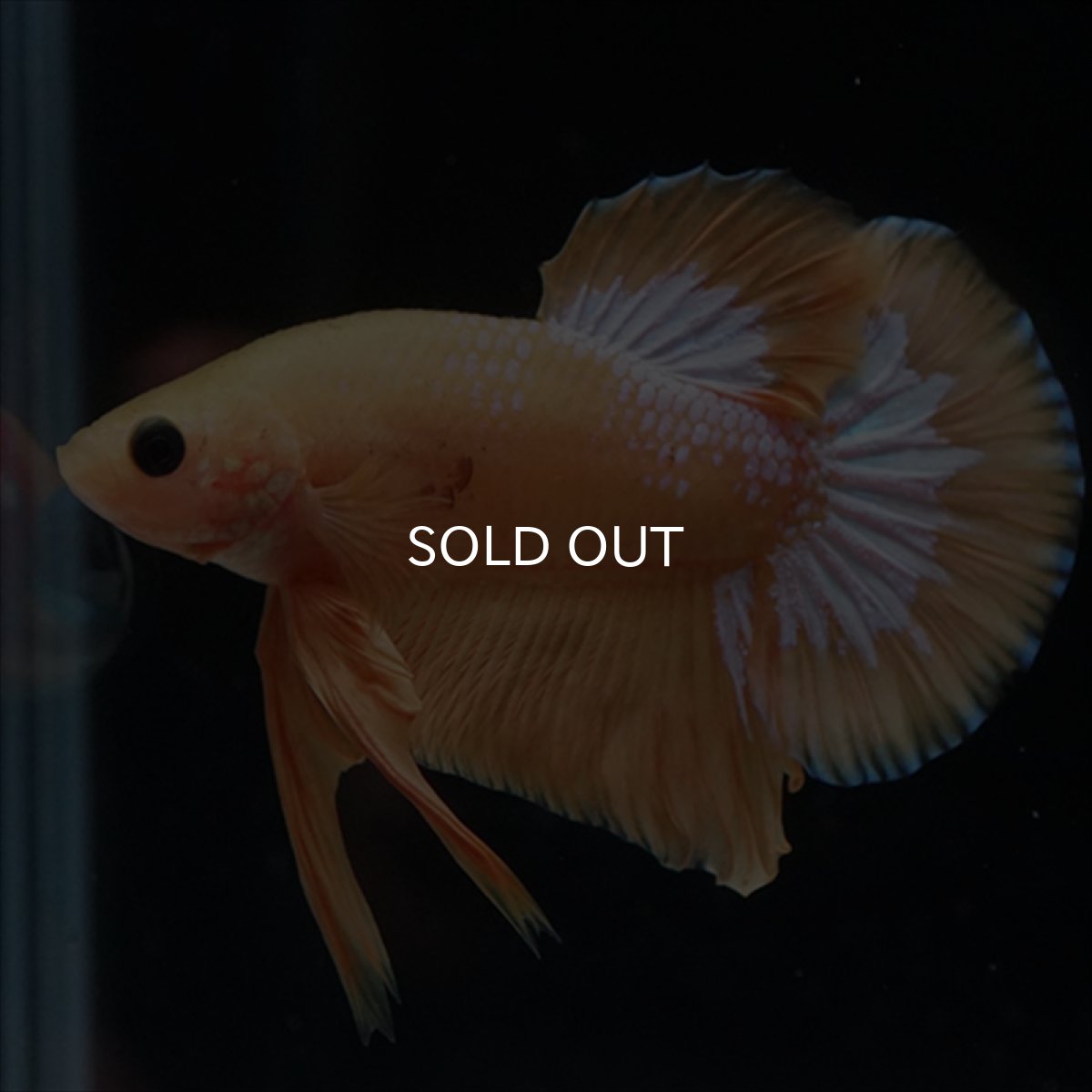 画像4: HMPK　イエローファンシー (4)