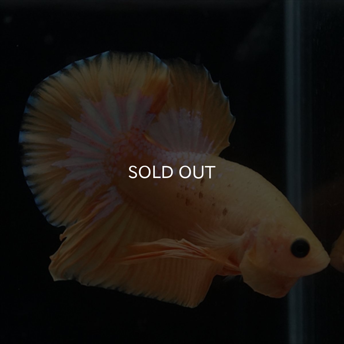 画像11: HMPK　イエローファンシー (11)