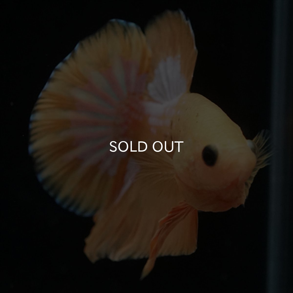 画像2: HMPK　イエローファンシー (2)