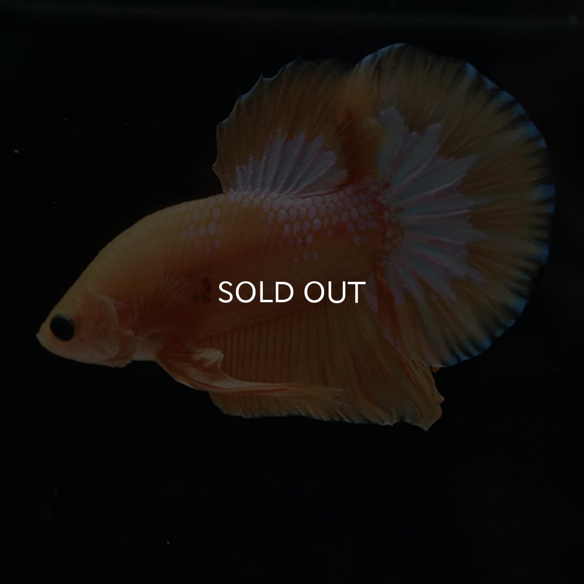 画像10: HMPK　イエローファンシー (10)