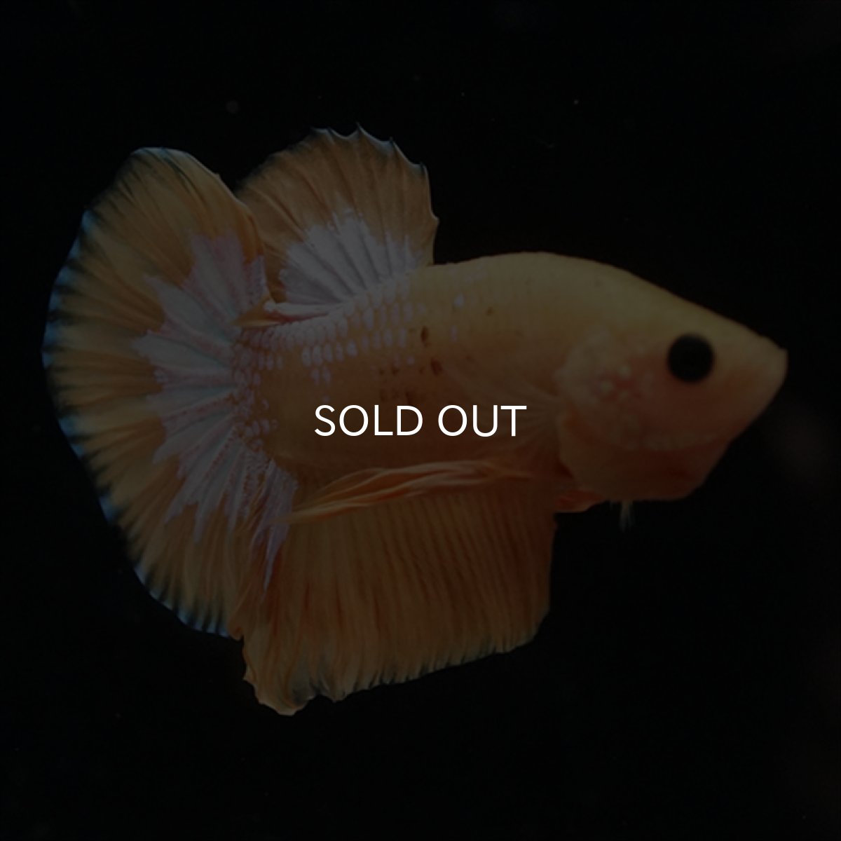 画像9: HMPK　イエローファンシー (9)