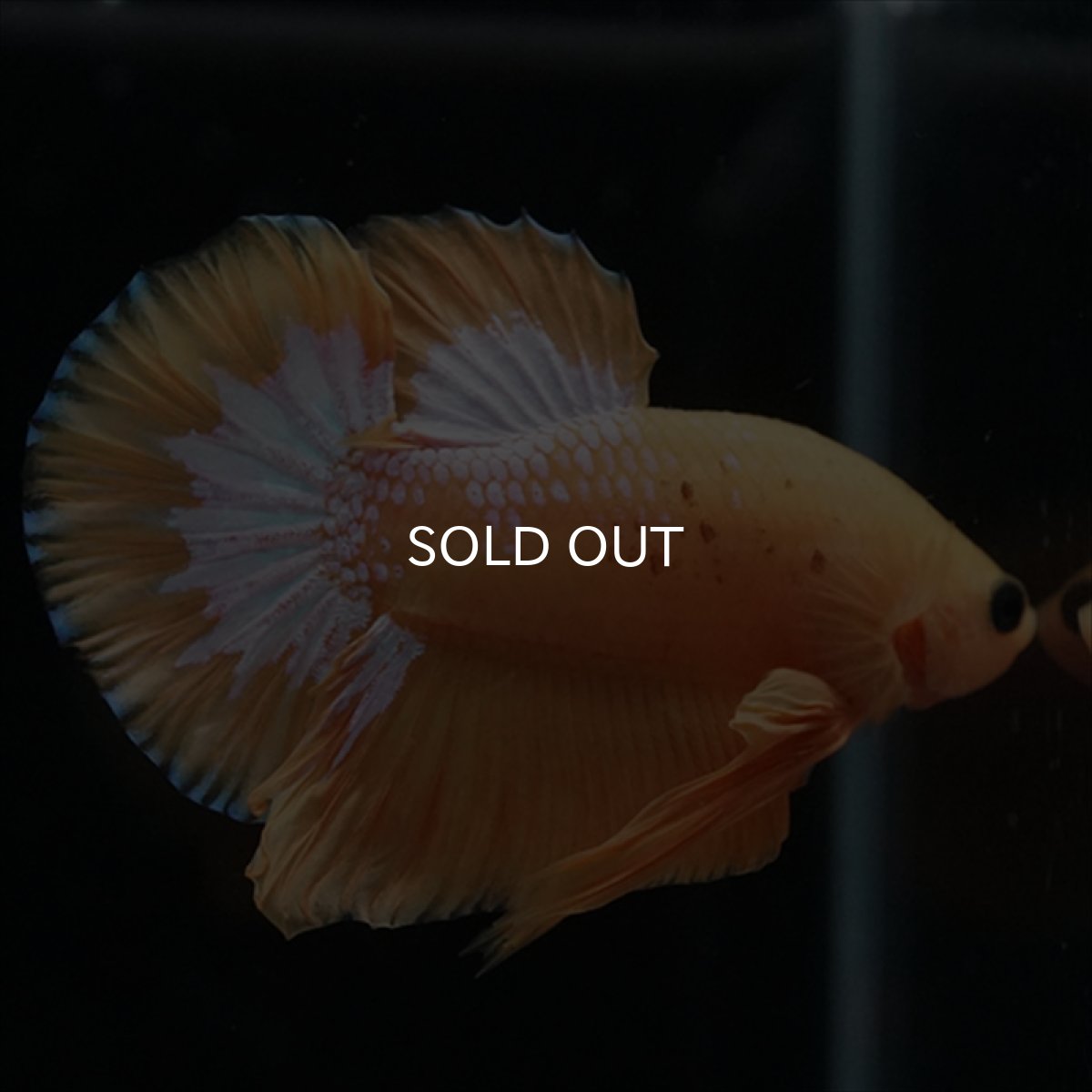 画像8: HMPK　イエローファンシー (8)