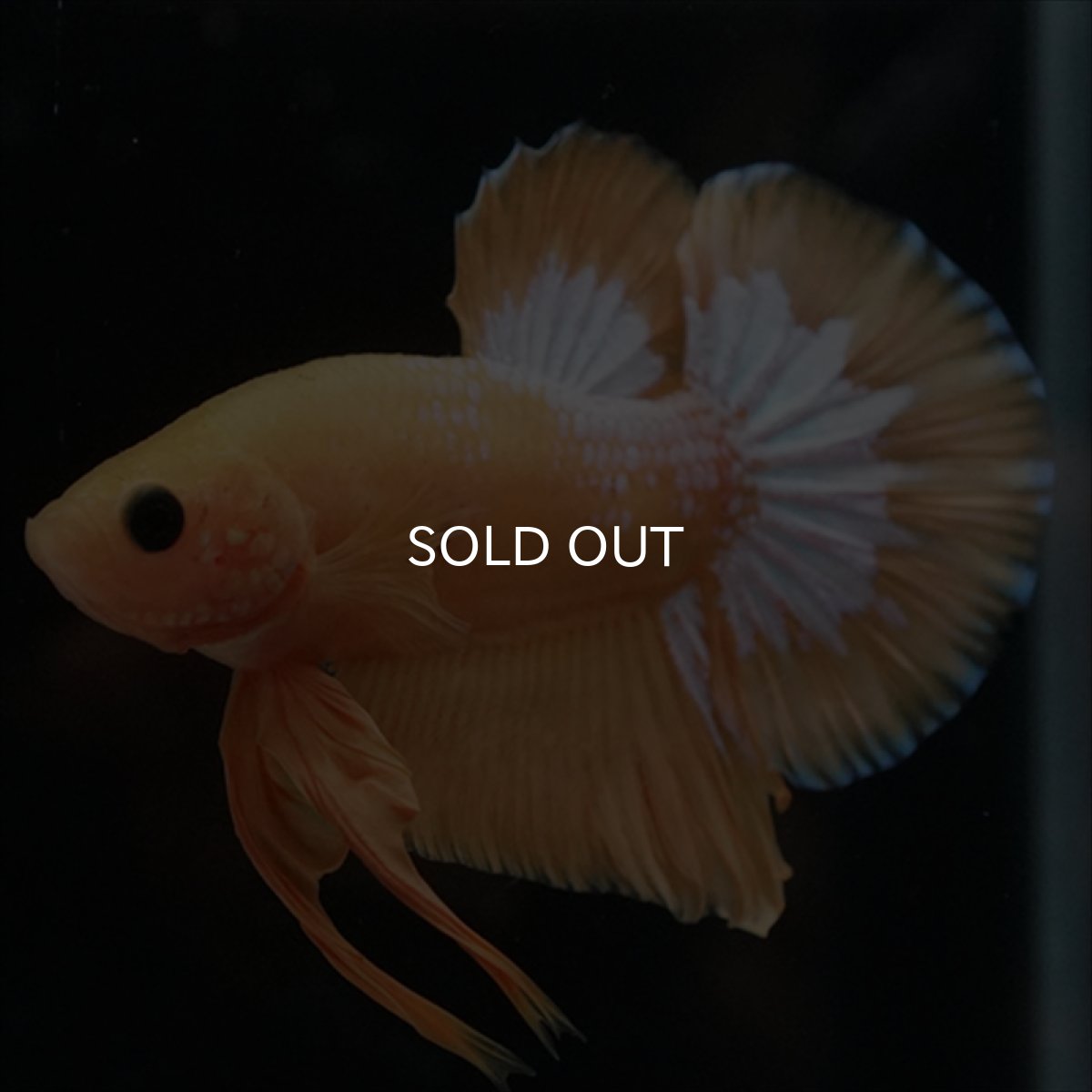 画像1: HMPK　イエローファンシー (1)