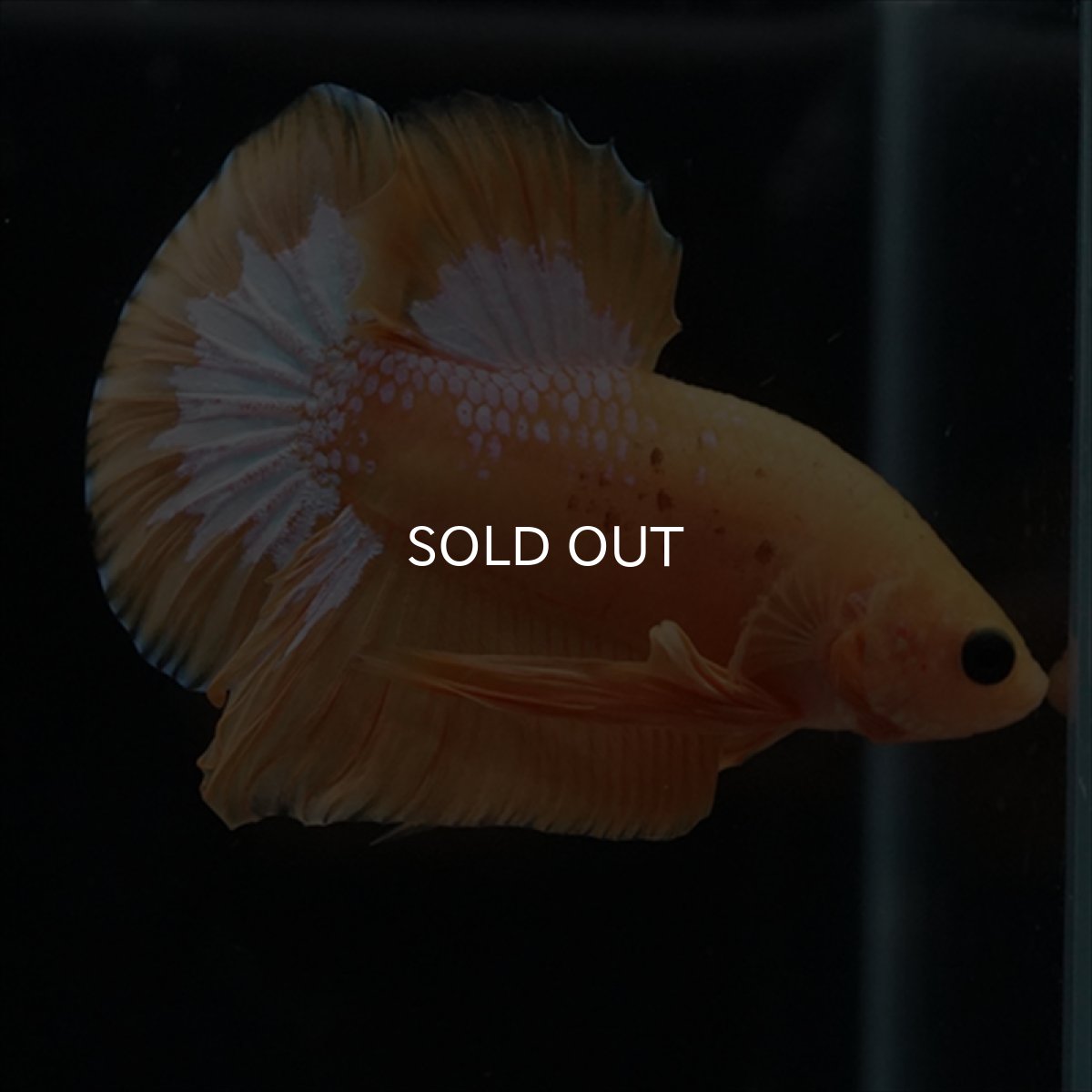 画像7: HMPK　イエローファンシー (7)