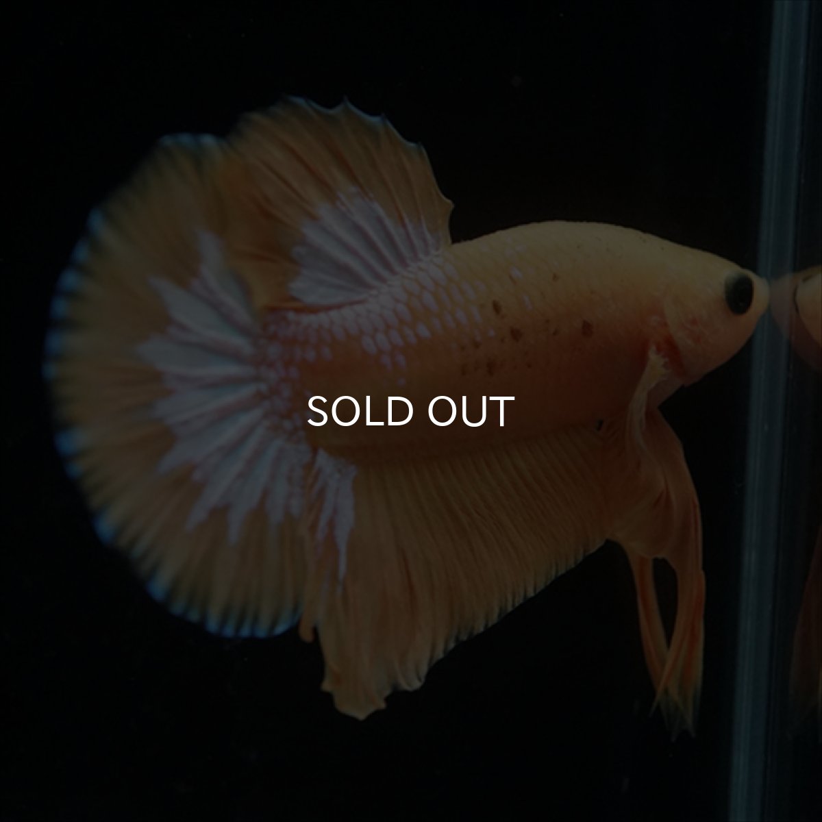 画像6: HMPK　イエローファンシー (6)