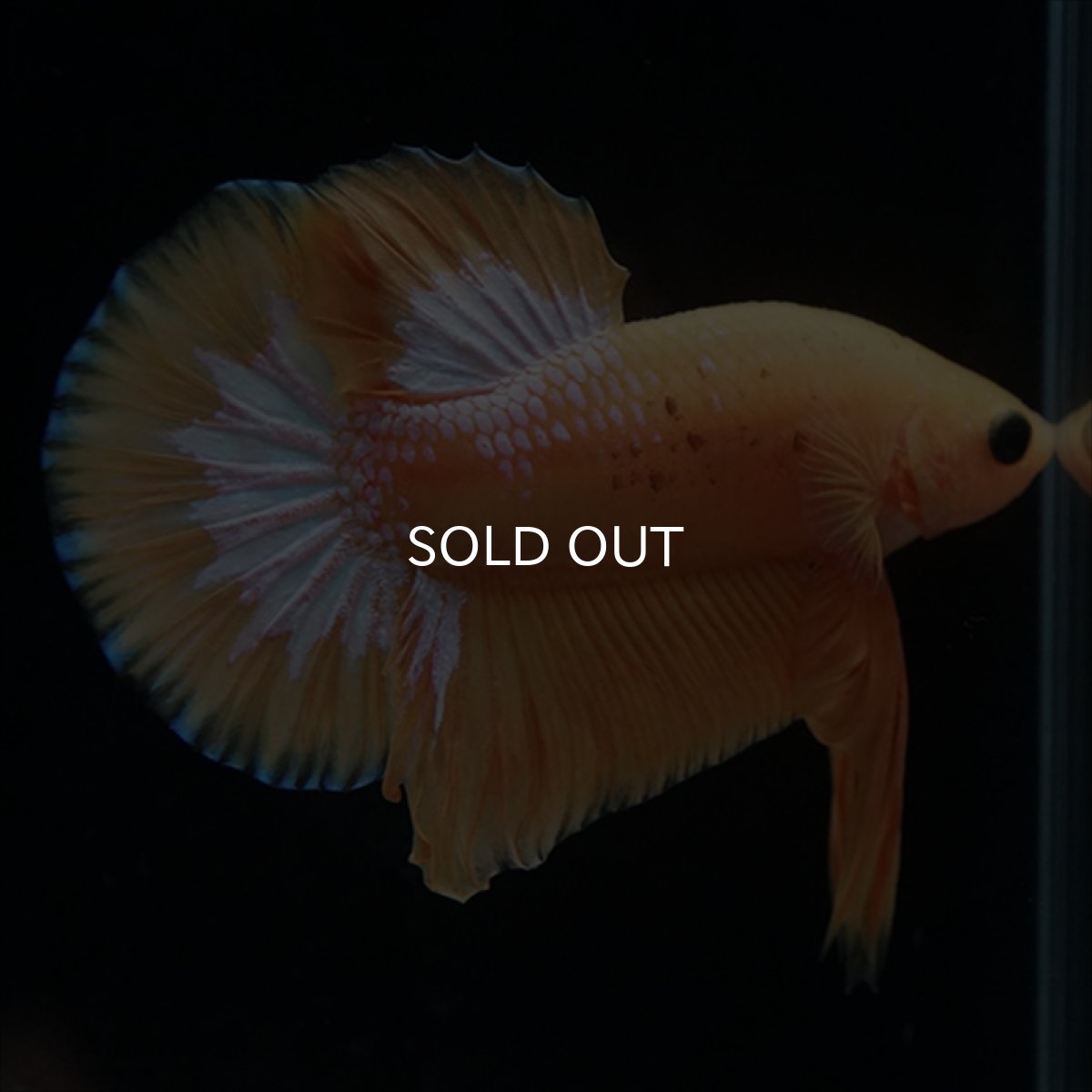 画像5: HMPK　イエローファンシー (5)