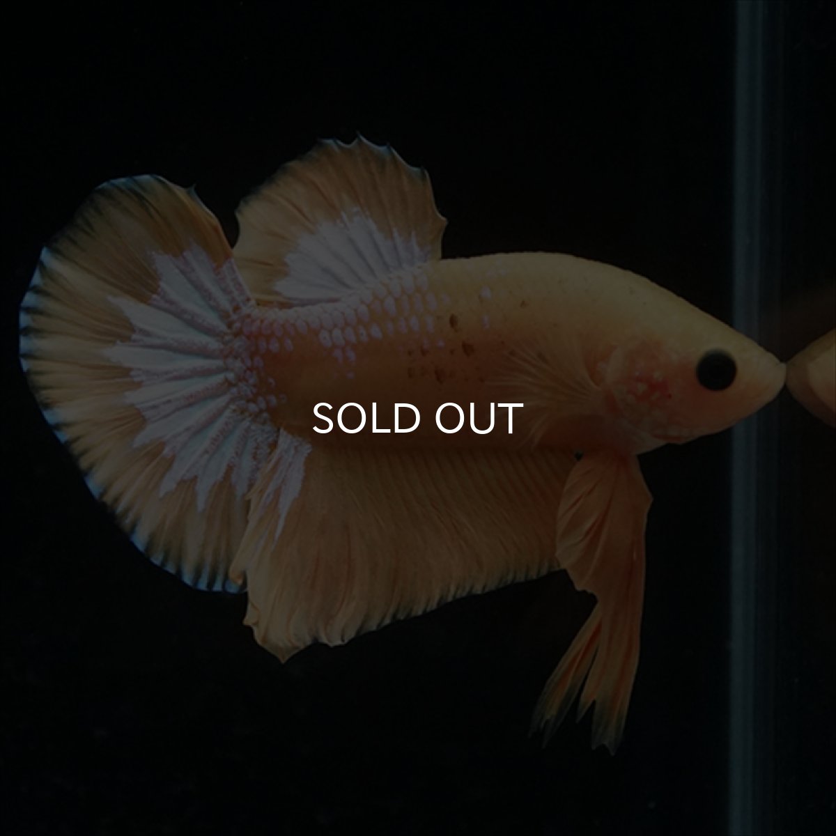 画像3: HMPK　イエローファンシー (3)