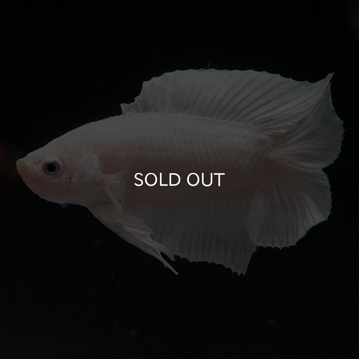 画像18: DTPK　プラチナホワイト (18)