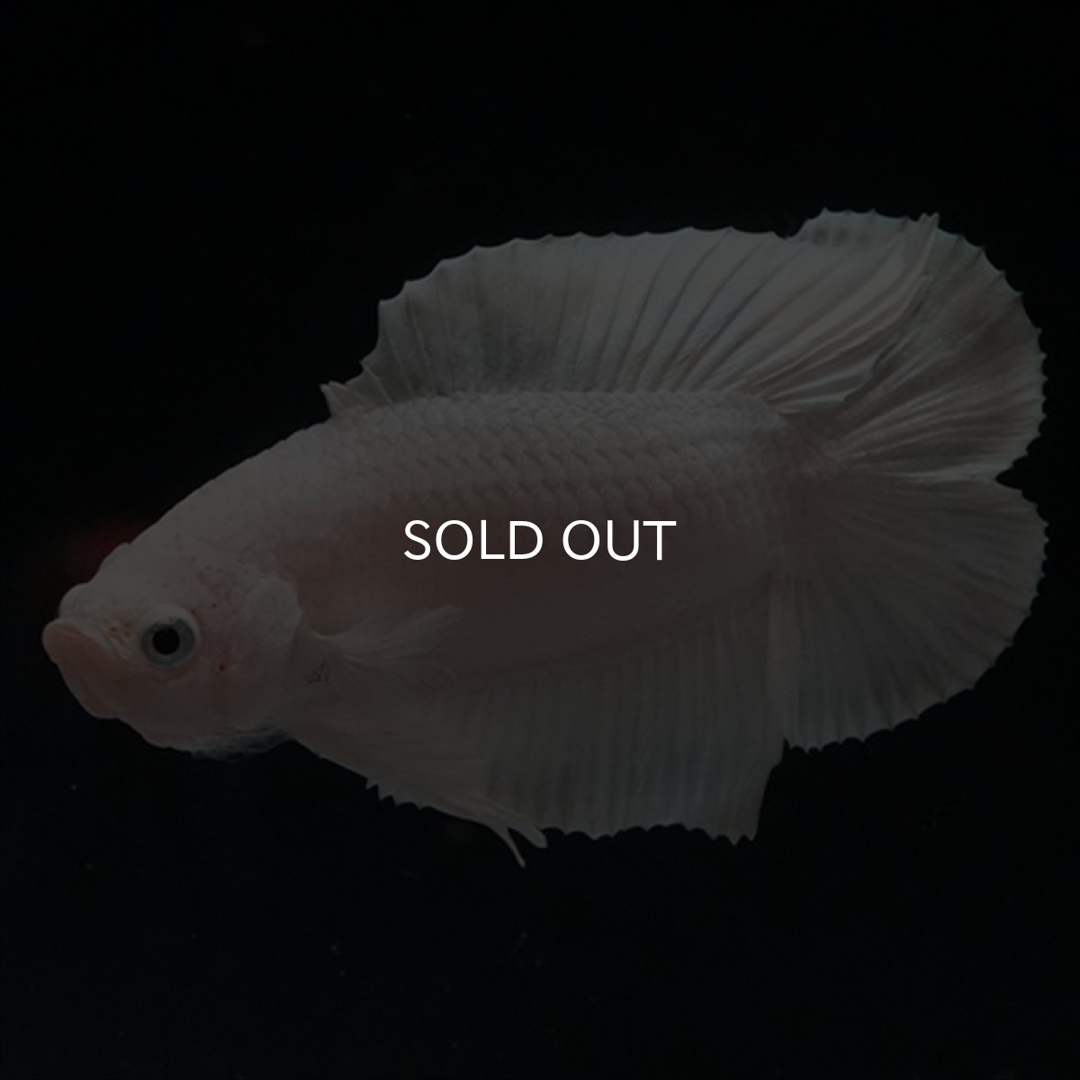 画像17: DTPK　プラチナホワイト (17)