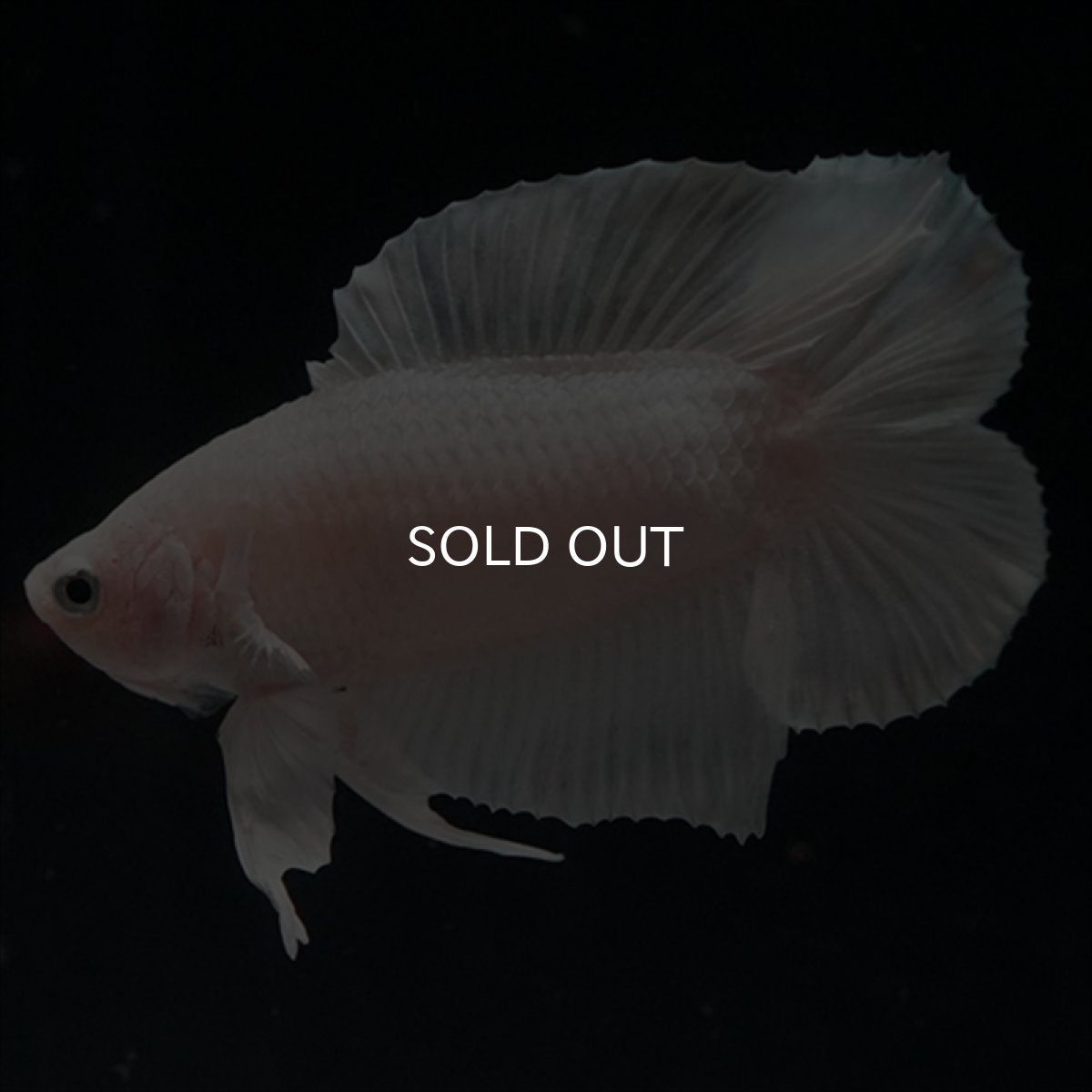 画像3: DTPK　プラチナホワイト (3)