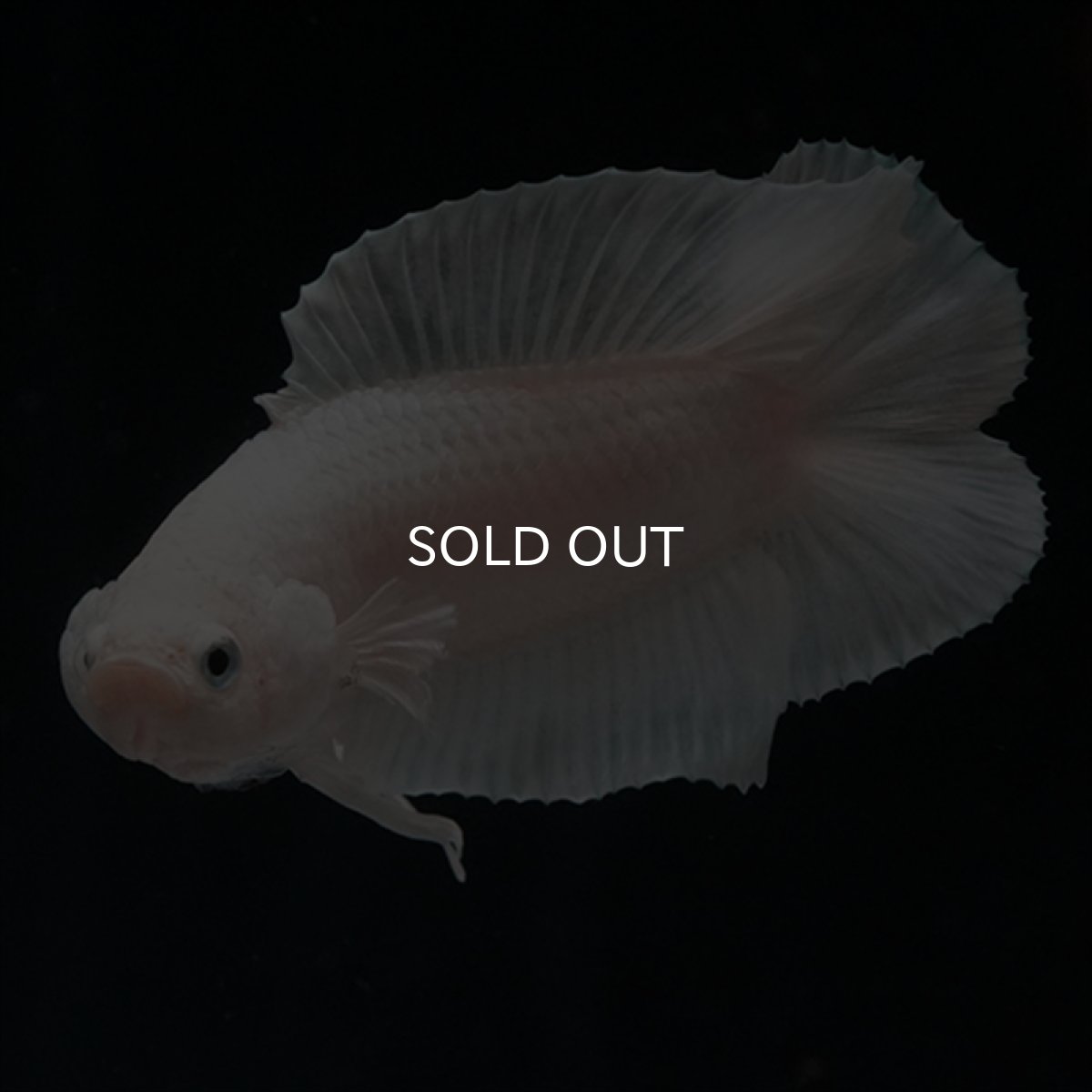 画像16: DTPK　プラチナホワイト (16)