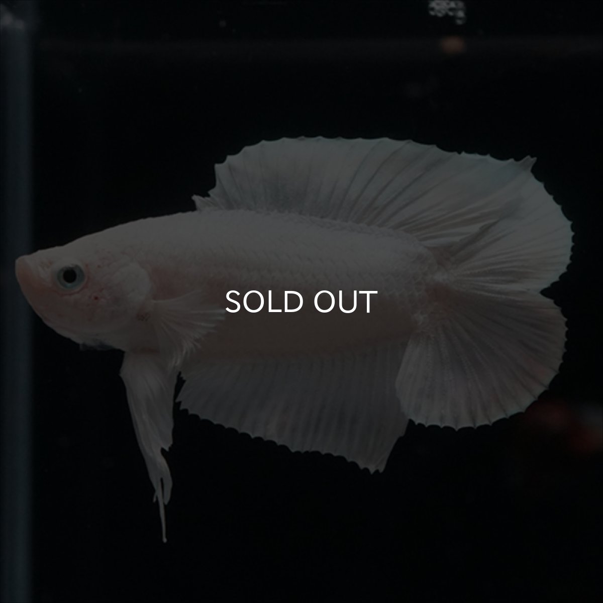 画像15: DTPK　プラチナホワイト (15)