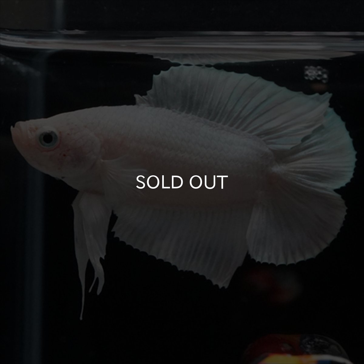 画像14: DTPK　プラチナホワイト (14)