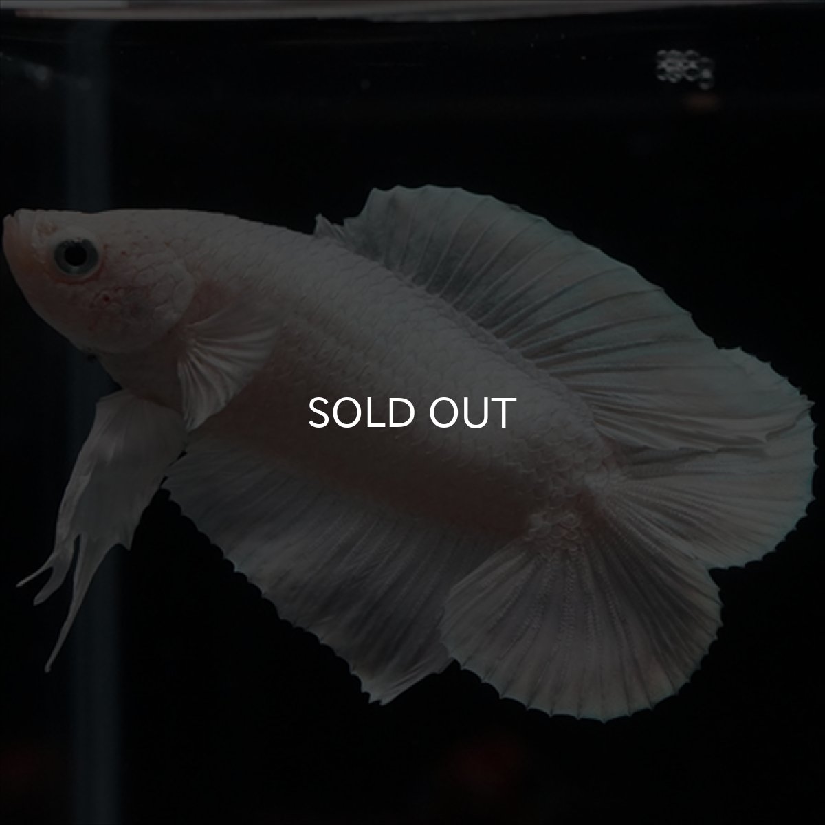 画像4: DTPK　プラチナホワイト (4)