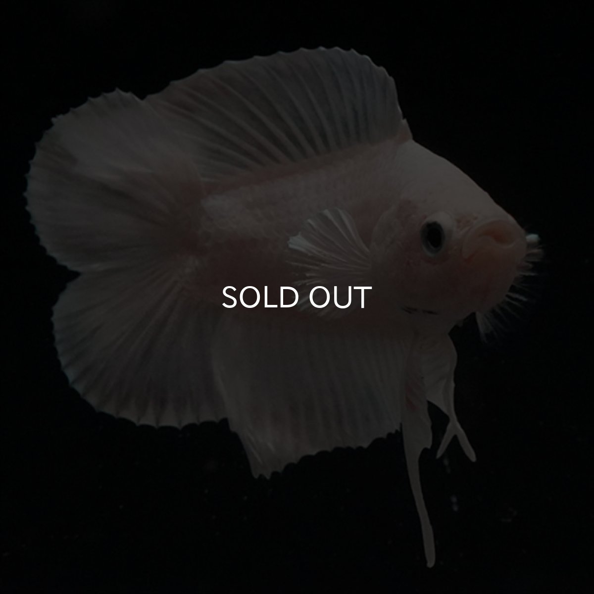 画像13: DTPK　プラチナホワイト (13)