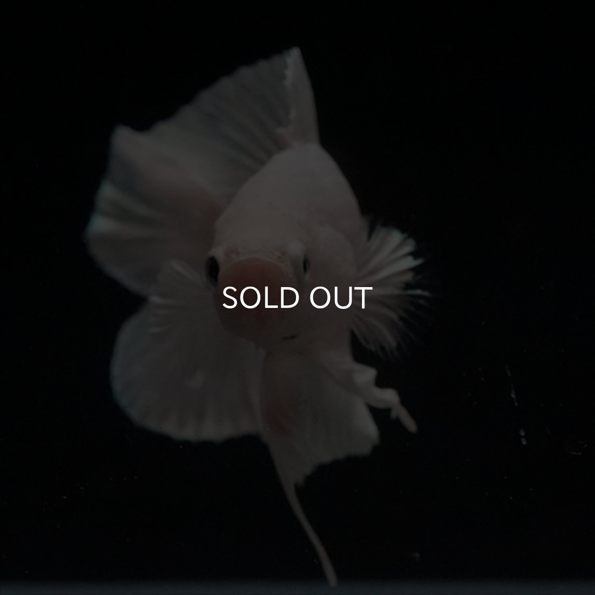 画像12: DTPK　プラチナホワイト (12)