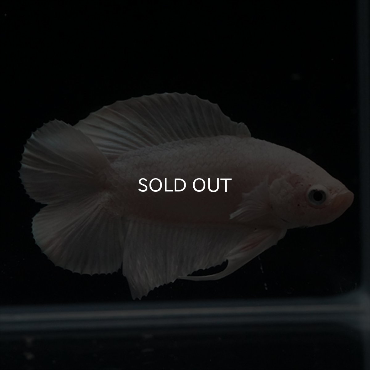 画像11: DTPK　プラチナホワイト (11)