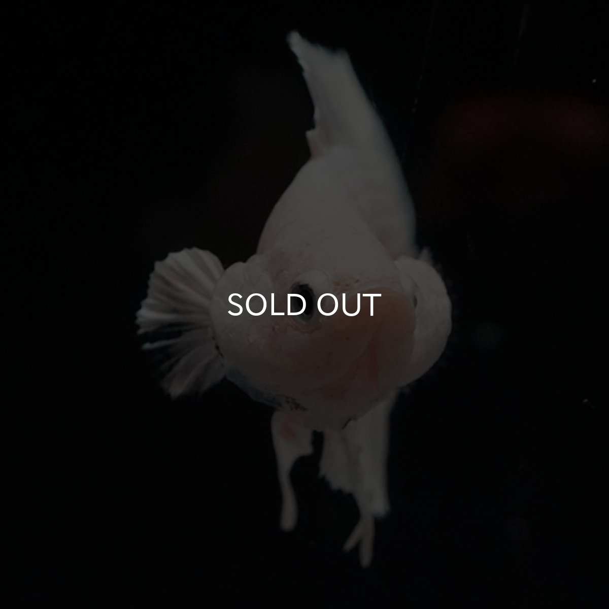 画像2: DTPK　プラチナホワイト (2)