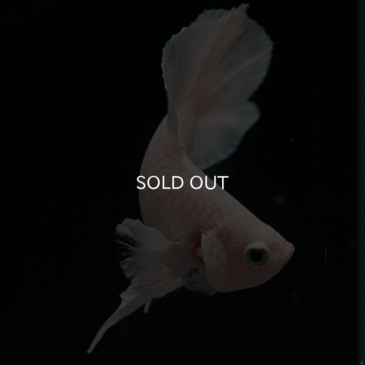 画像10: DTPK　プラチナホワイト (10)