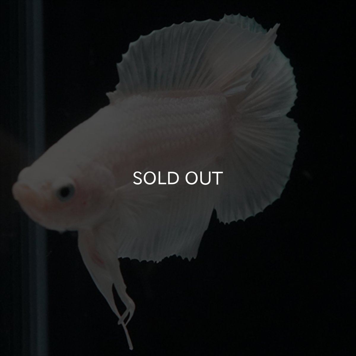 画像8: DTPK　プラチナホワイト (8)