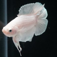 画像8: DTPK　プラチナホワイト (8)