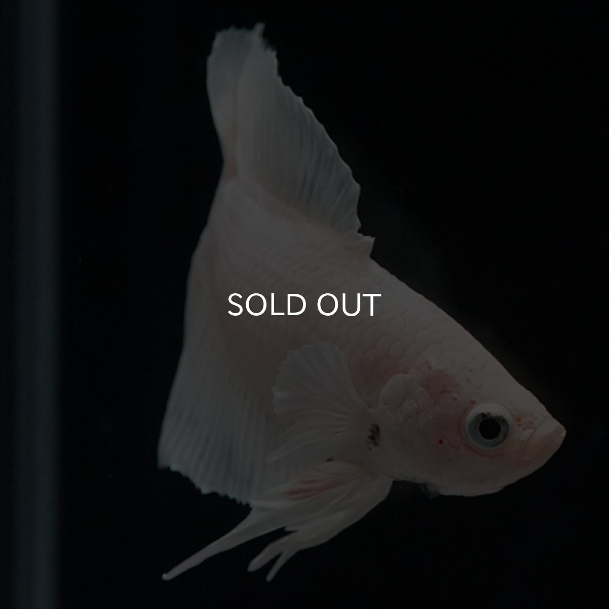 画像7: DTPK　プラチナホワイト (7)