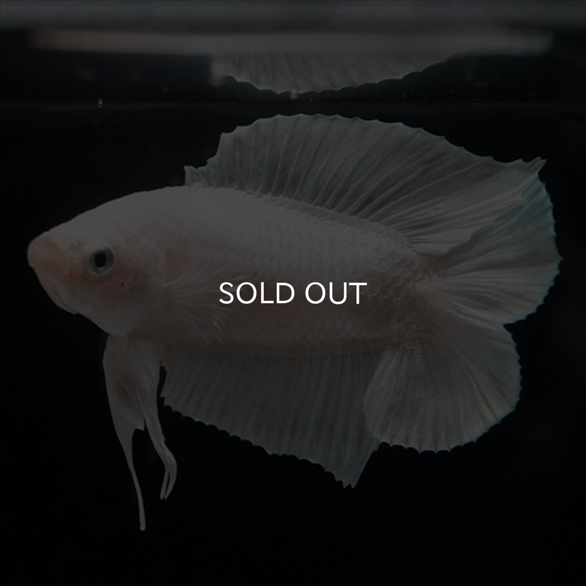 画像6: DTPK　プラチナホワイト (6)