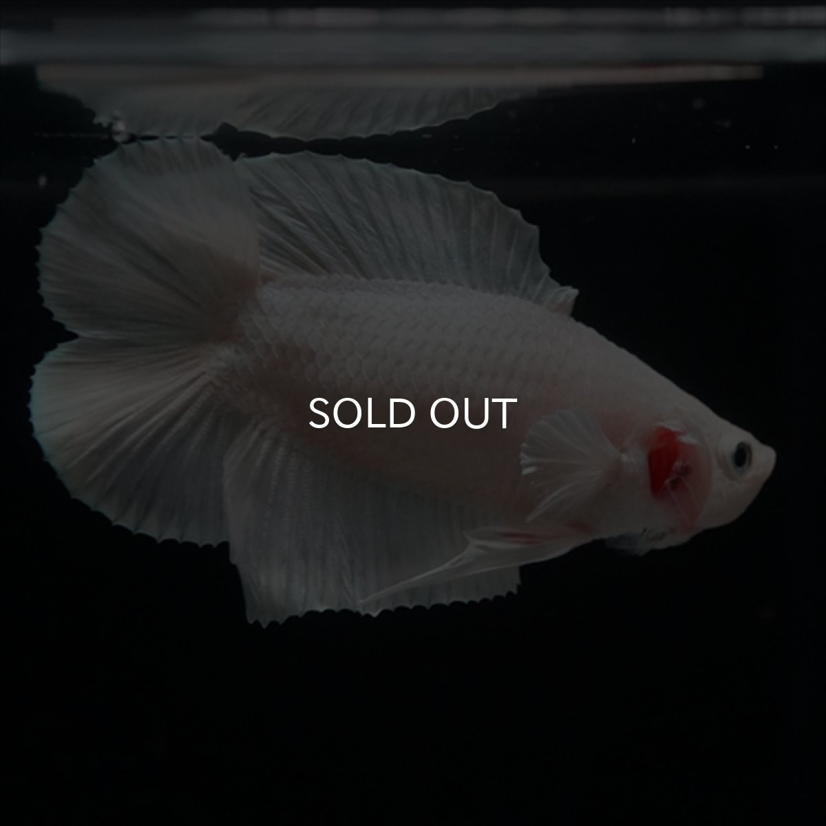 画像5: DTPK　プラチナホワイト (5)