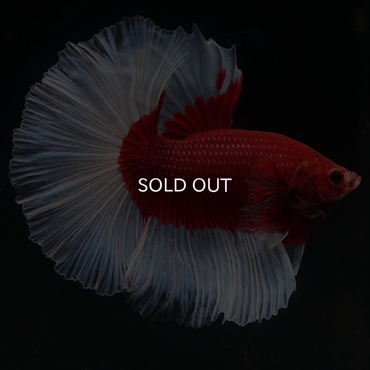 画像9: HM　レッドバタフライ (9)