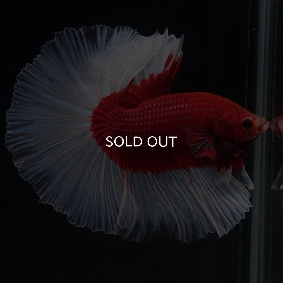 画像8: HM　レッドバタフライ (8)