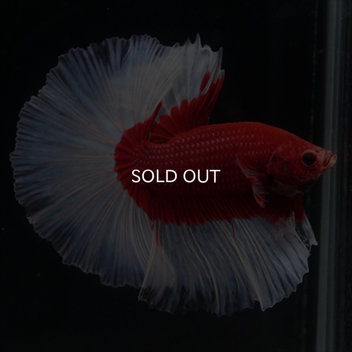 画像7: HM　レッドバタフライ (7)