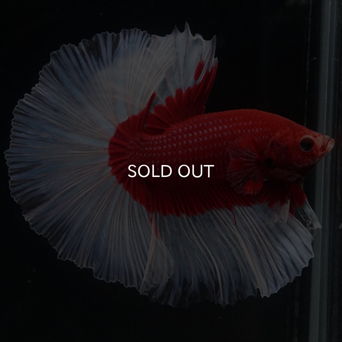 画像6: HM　レッドバタフライ (6)