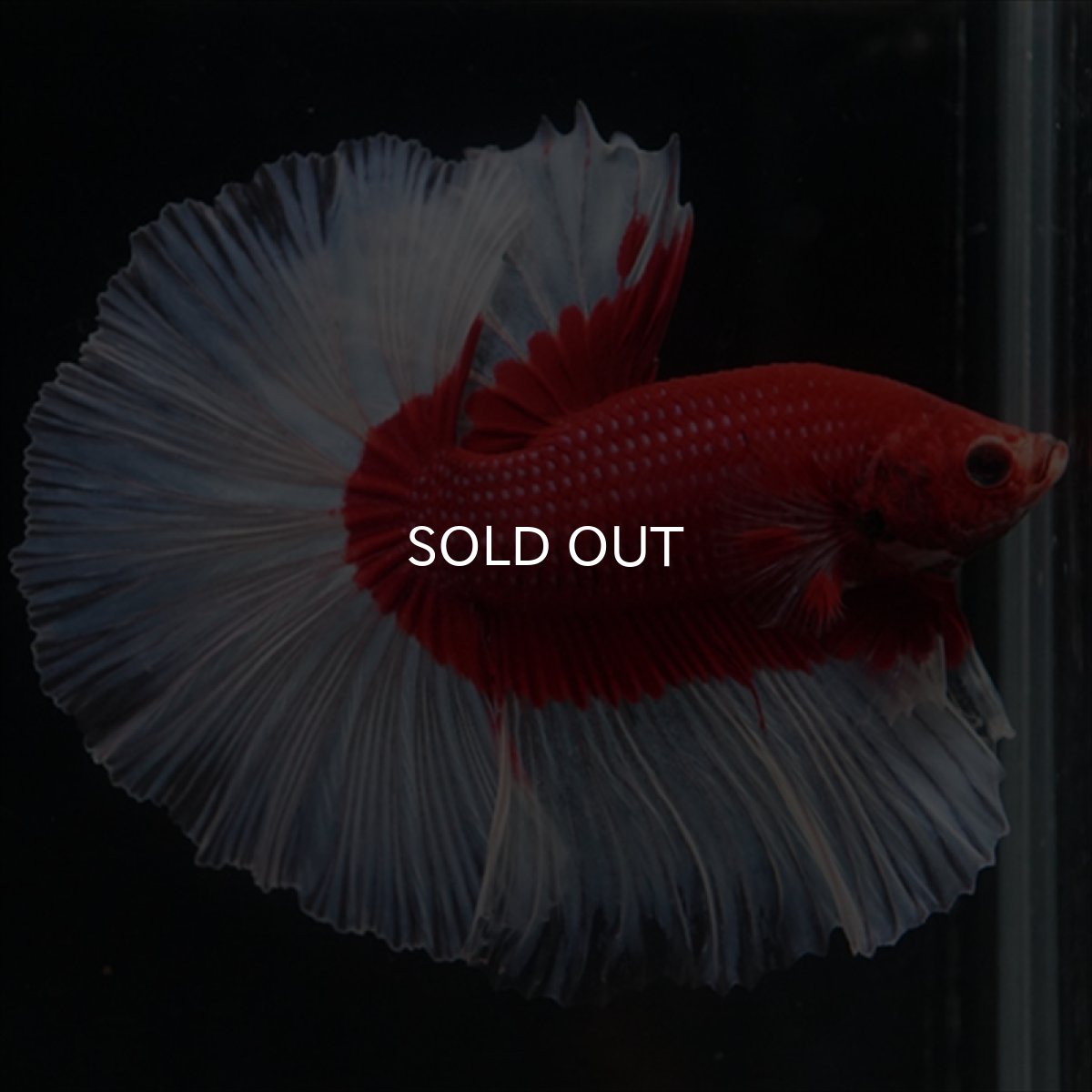 画像5: HM　レッドバタフライ (5)