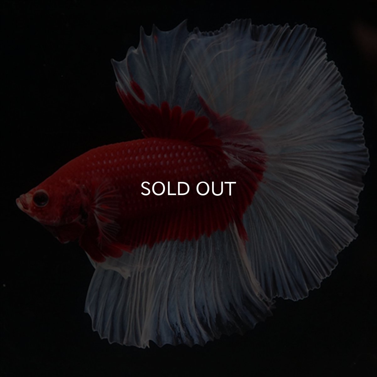 画像4: HM　レッドバタフライ (4)