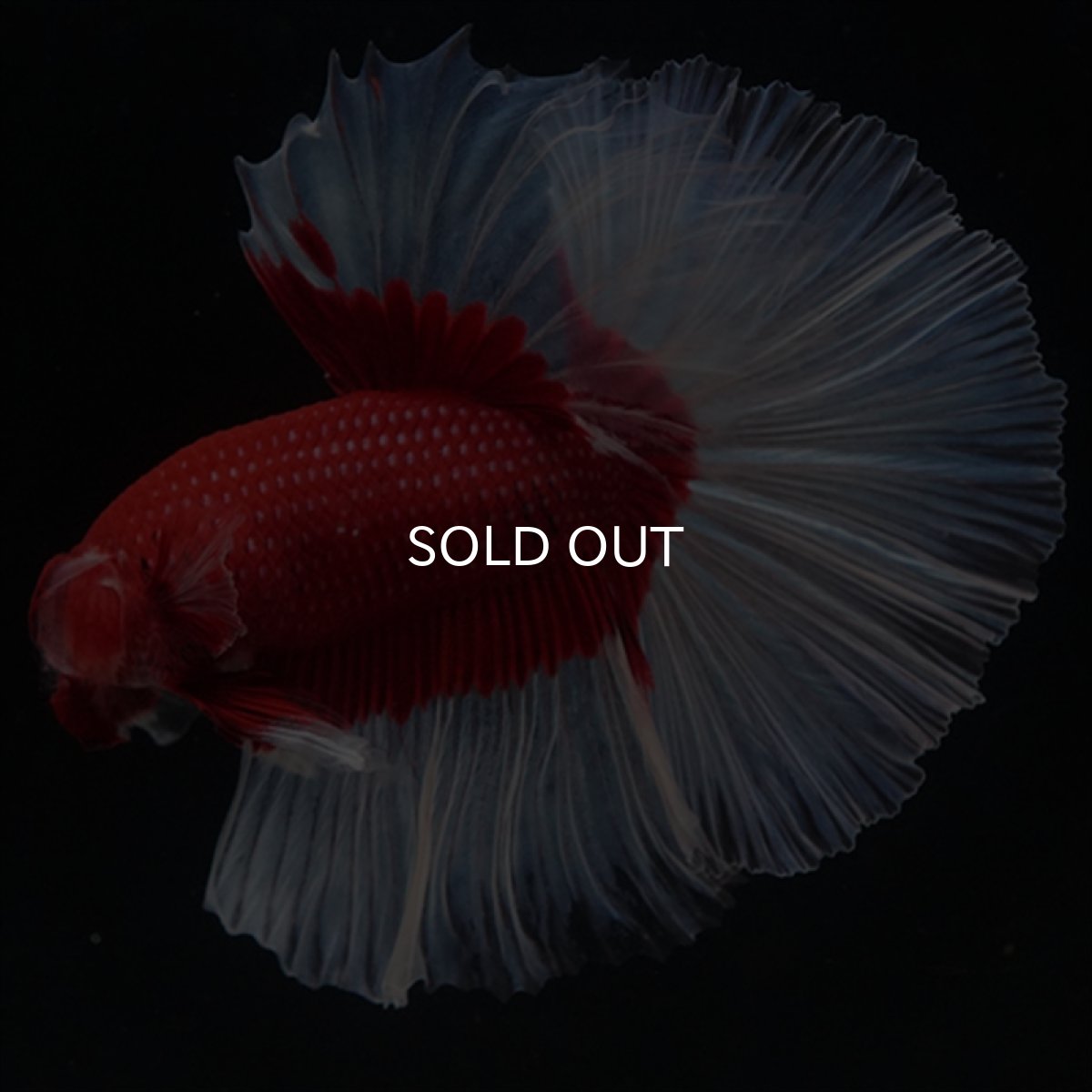 画像3: HM　レッドバタフライ (3)