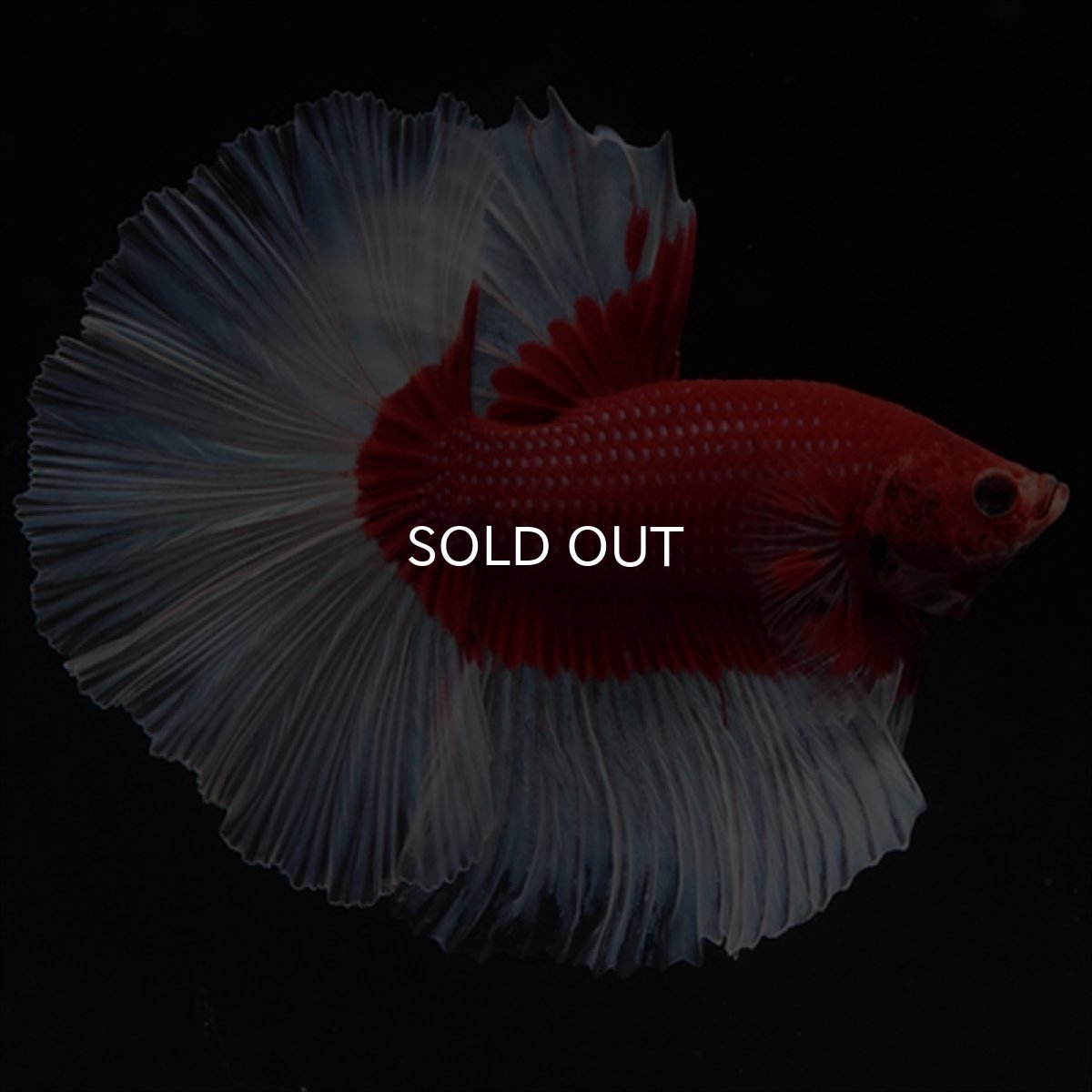 画像2: HM　レッドバタフライ (2)