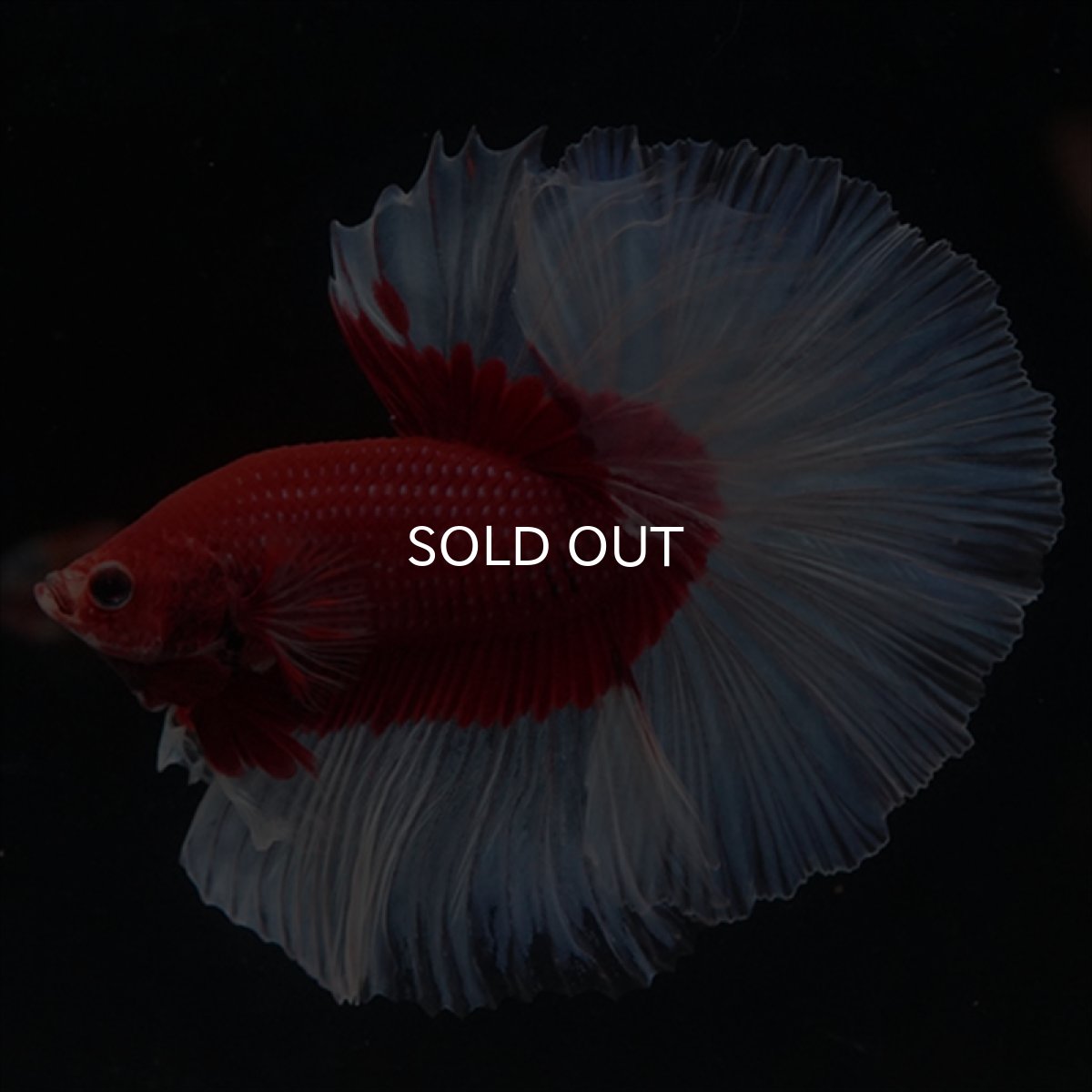 画像1: HM　レッドバタフライ (1)