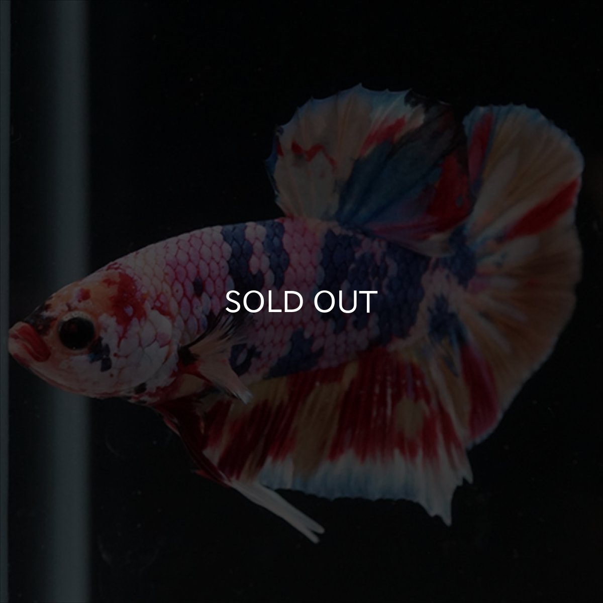 画像18: HMPK　キャンディギャラクシー (18)