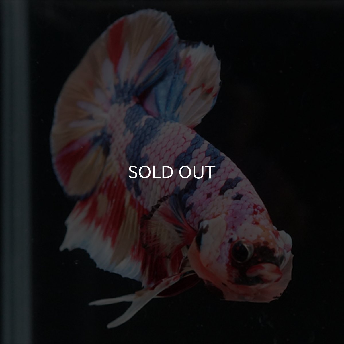 画像17: HMPK　キャンディギャラクシー (17)