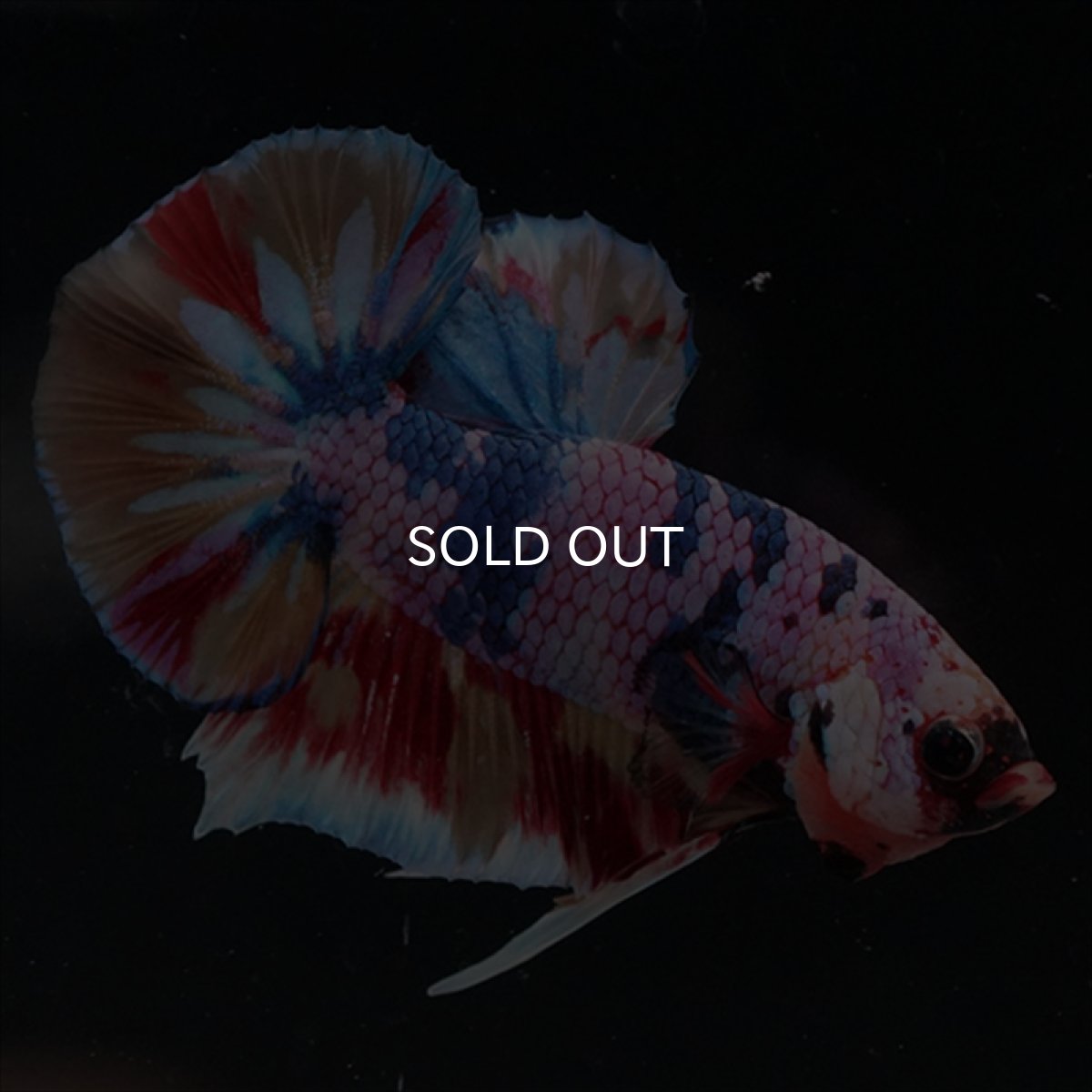 画像16: HMPK　キャンディギャラクシー (16)