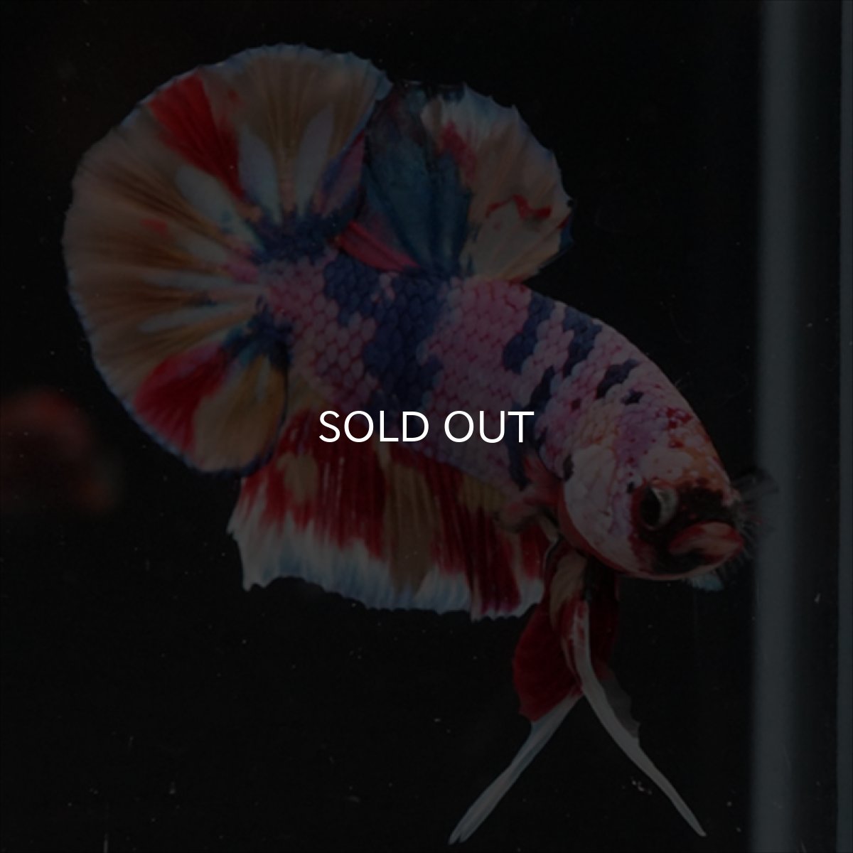 画像15: HMPK　キャンディギャラクシー (15)