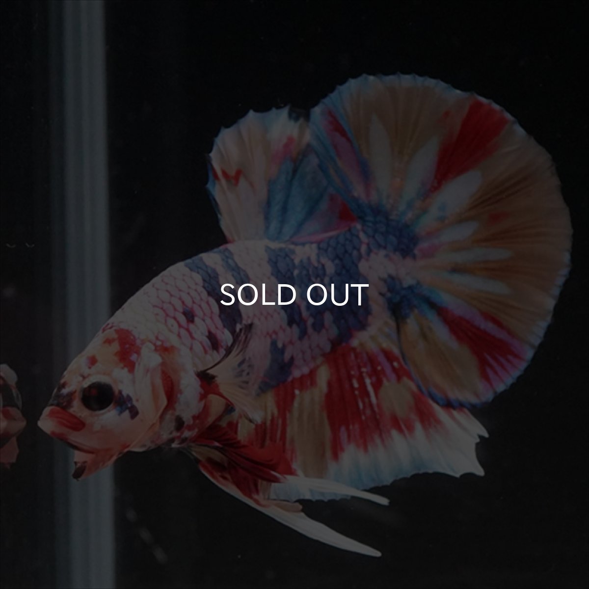 画像14: HMPK　キャンディギャラクシー (14)