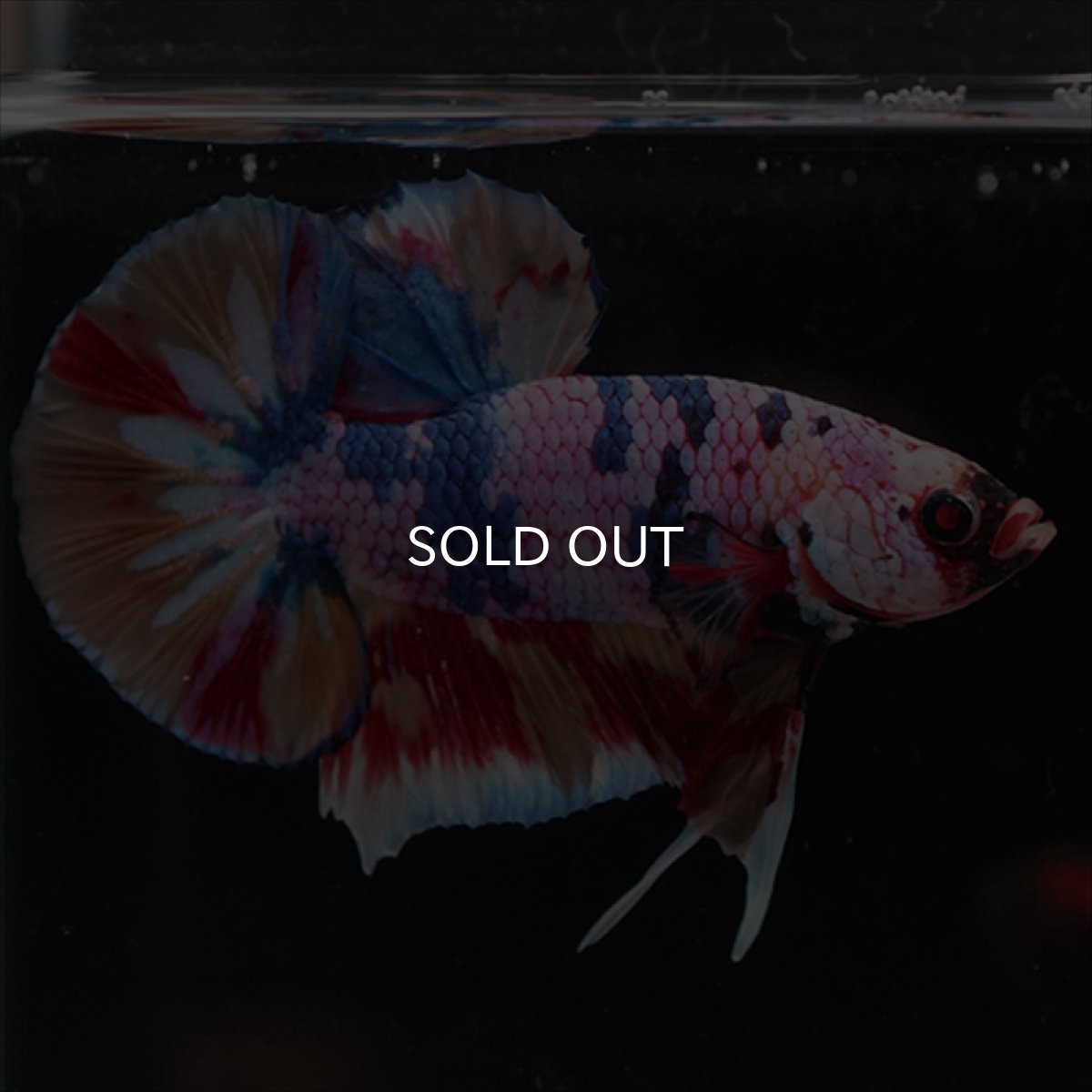 画像13: HMPK　キャンディギャラクシー (13)