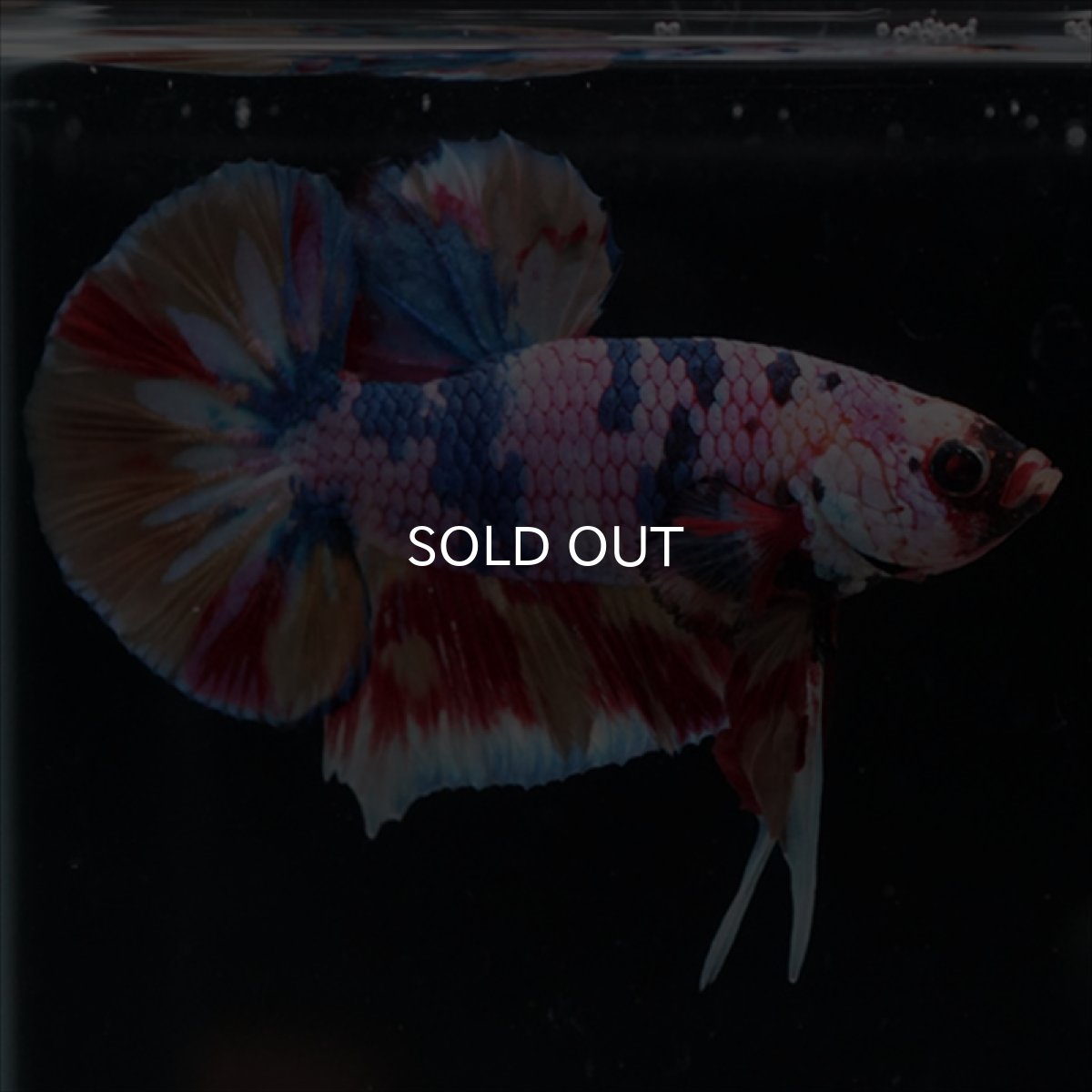 画像1: HMPK　キャンディギャラクシー (1)