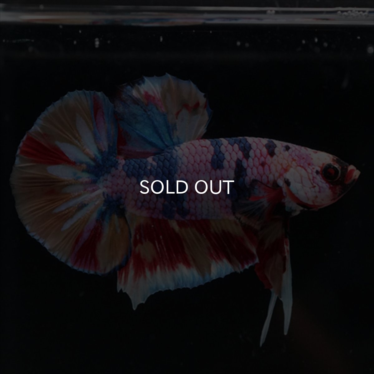 画像12: HMPK　キャンディギャラクシー (12)