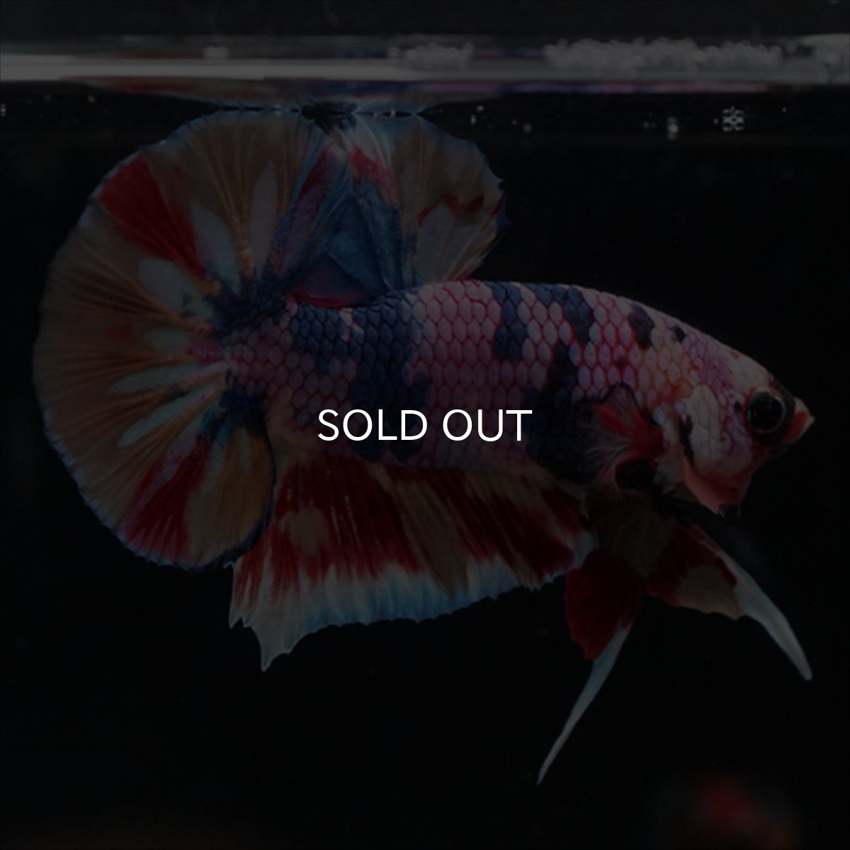 画像11: HMPK　キャンディギャラクシー (11)