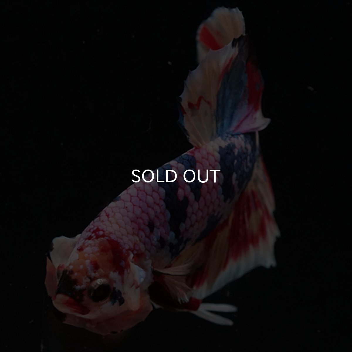 画像10: HMPK　キャンディギャラクシー (10)