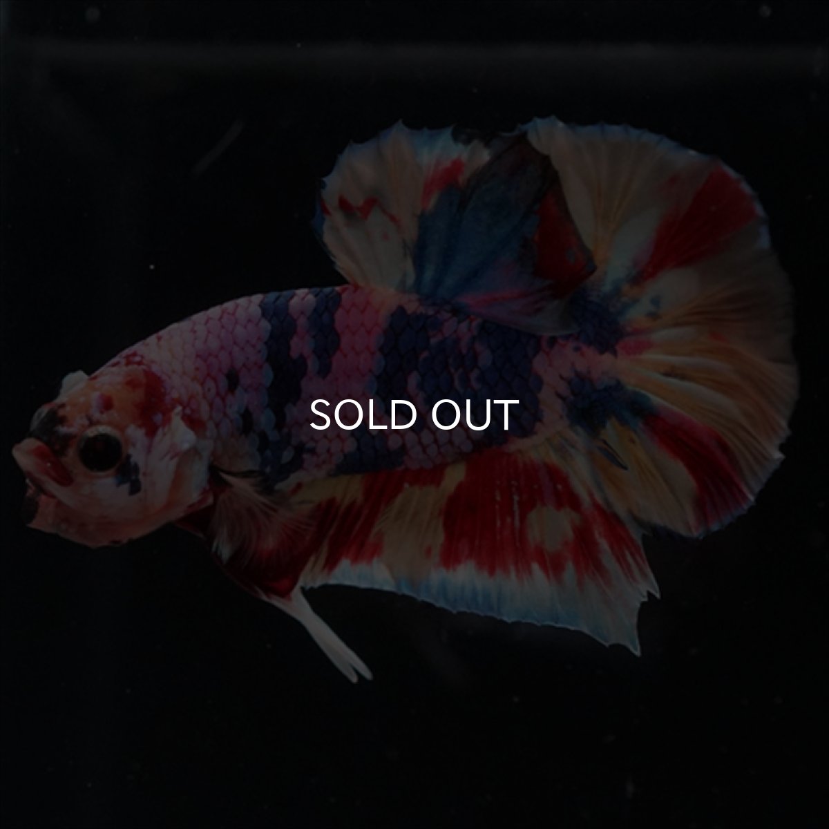 画像2: HMPK　キャンディギャラクシー (2)